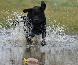 Labrador pup with Dokken duck 